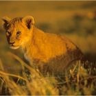 Ostafrika - Kenya - Masai Mara - Junger Löwe