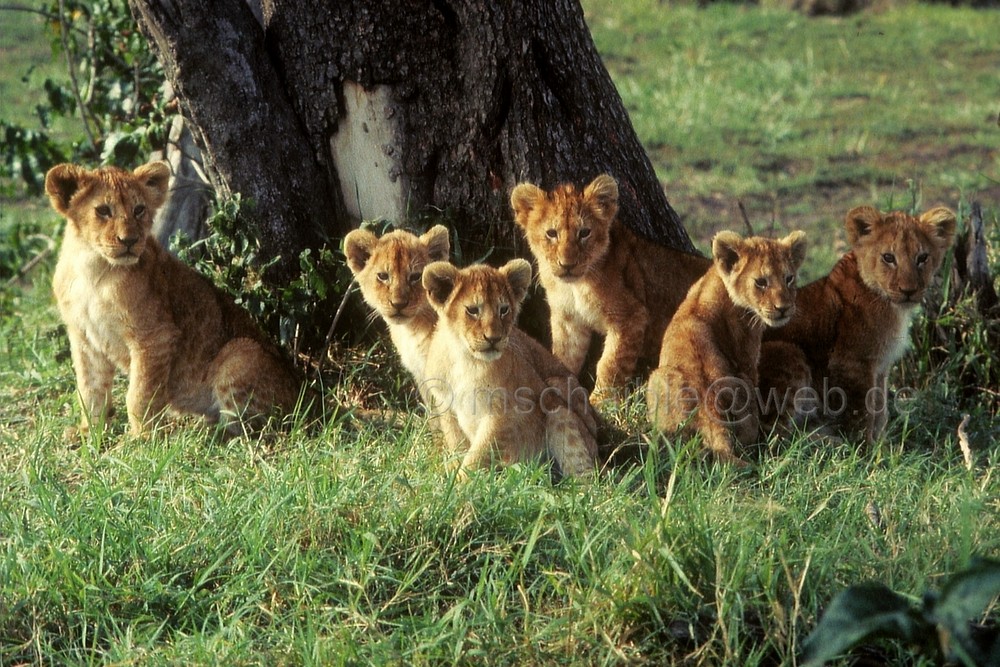 Ostafrika - Kenya - Masai Mara - Löwen