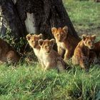 Ostafrika - Kenya - Masai Mara - Löwen