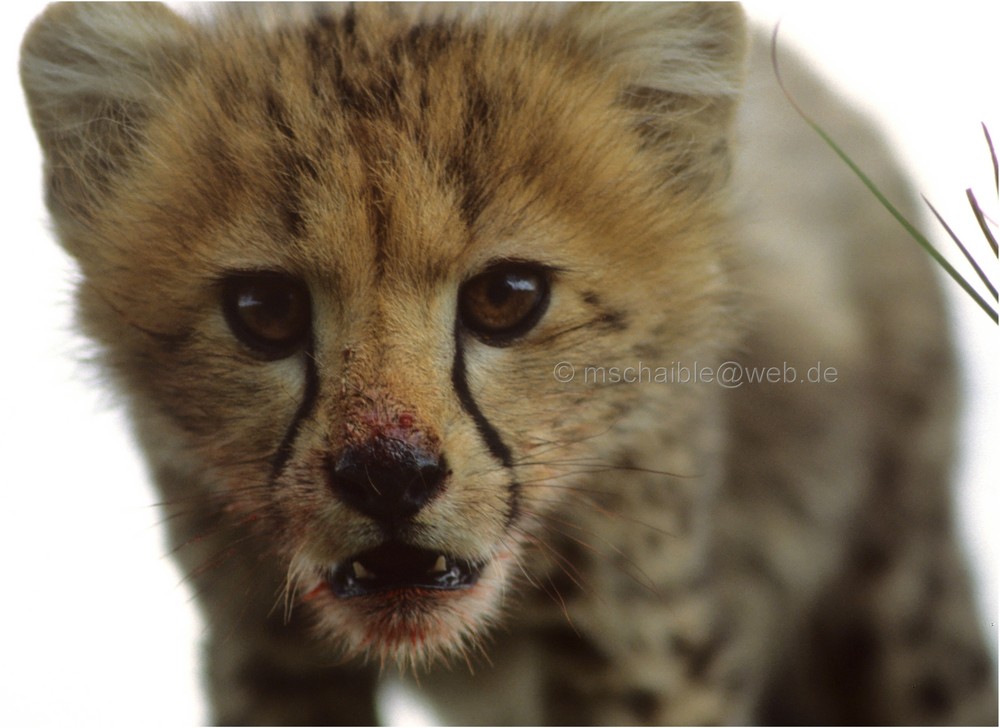 Ostafrika - Kenya - Masai Mara - Serengeti - Gepard 2