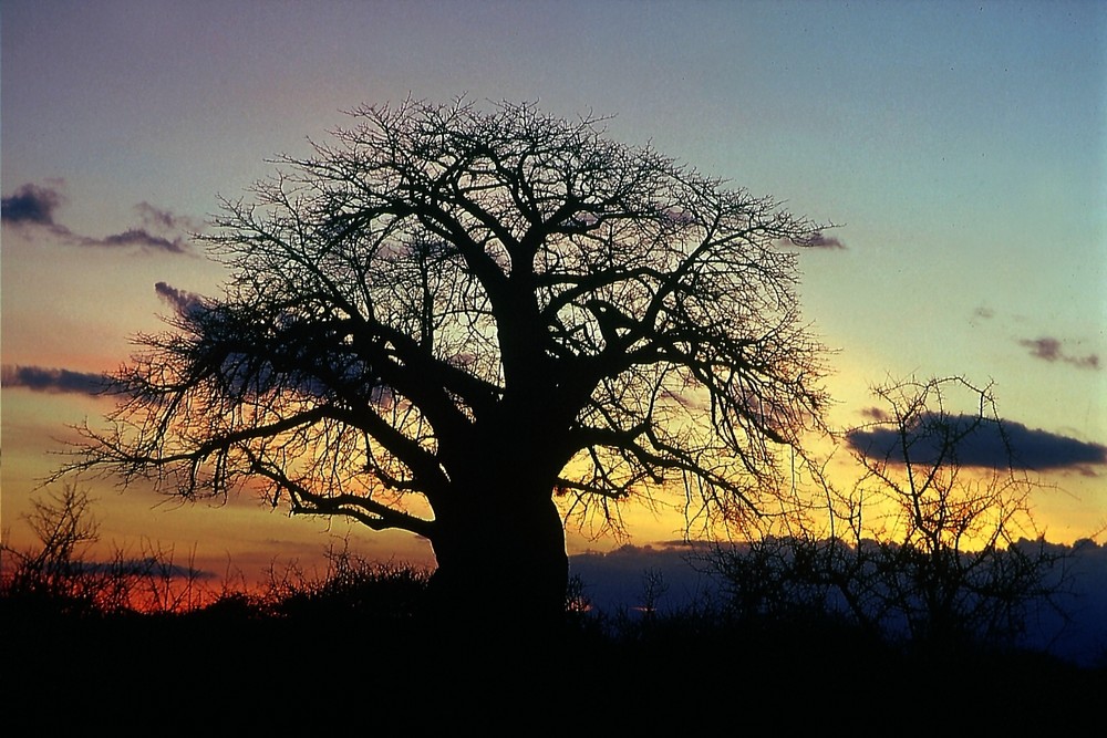 Ostafrika - Kenya - Tsavo West - Baobab - Affenbrotbaum