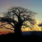 Ostafrika - Kenya - Tsavo West - Baobab - Affenbrotbaum