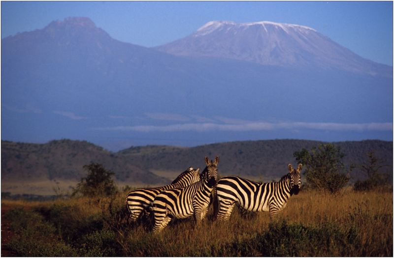 Ostafrika, Kenya, Tsavo West Nationalpark, Zebra, Kilimanjaro