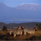 Ostafrika, Kenya, Tsavo West Nationalpark, Zebra, Kilimanjaro