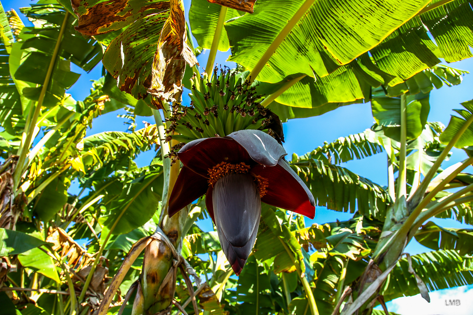 Ostafrikanische Banane