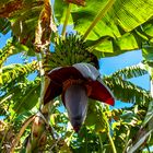 Ostafrikanische Banane