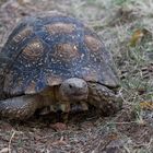 Ostafrikanische Pantherschildkröte