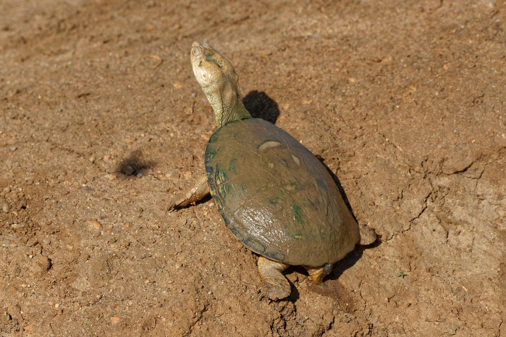 Ostafrikanische Starrbrustpelomedusenschildkröte