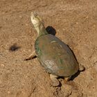 Ostafrikanische Starrbrustpelomedusenschildkröte