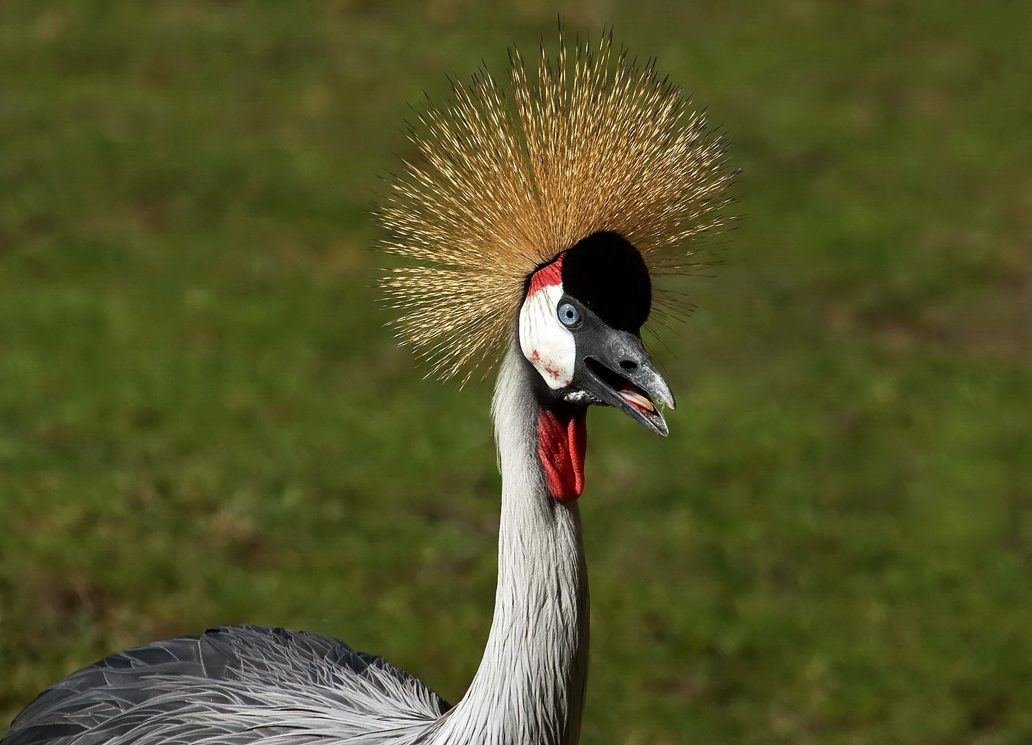 Ostafrikanischer Kronenkranich 006