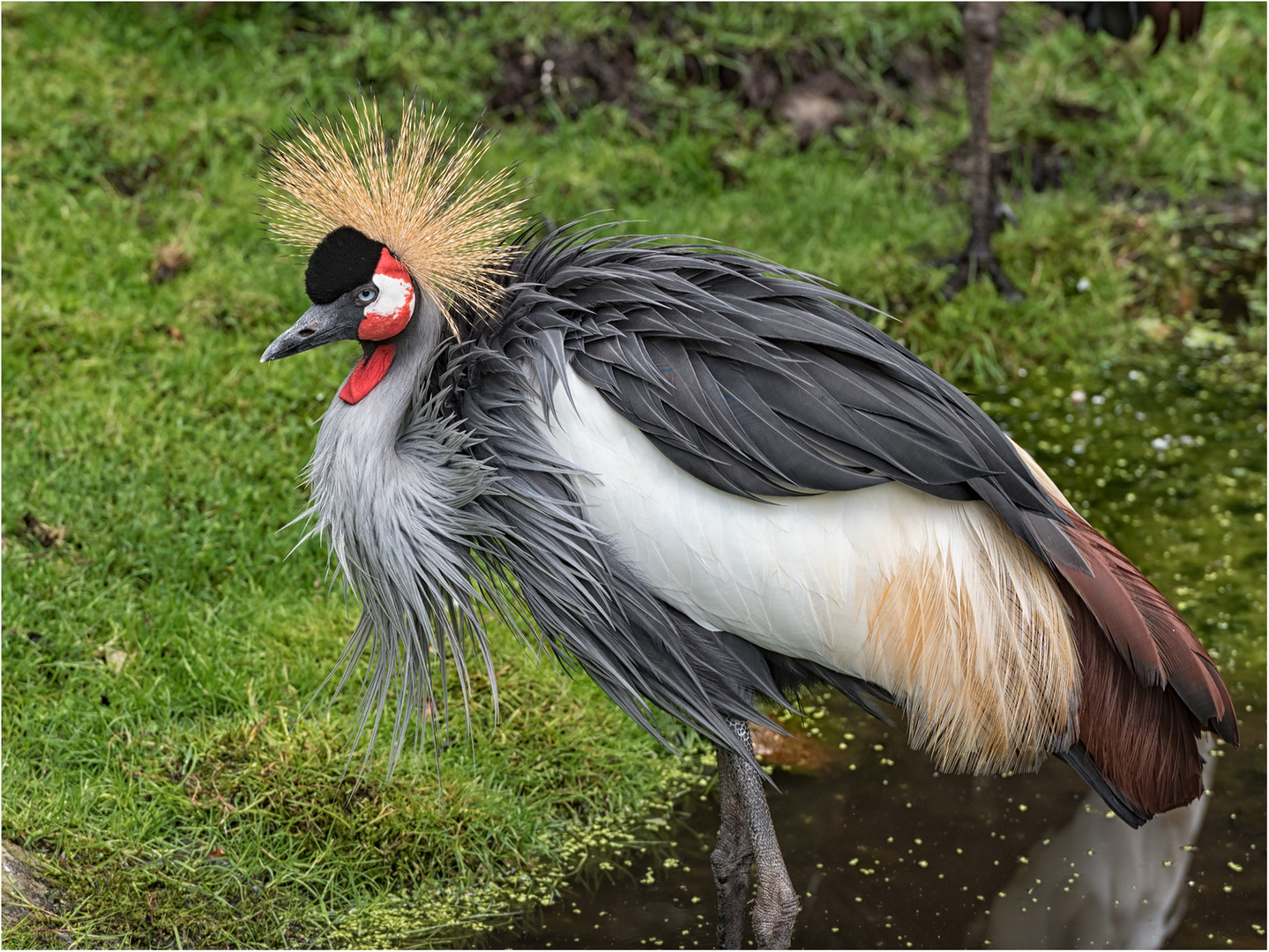 Ostafrikanischer Kronenkranich Foto & Bild natur, schön, elegant
