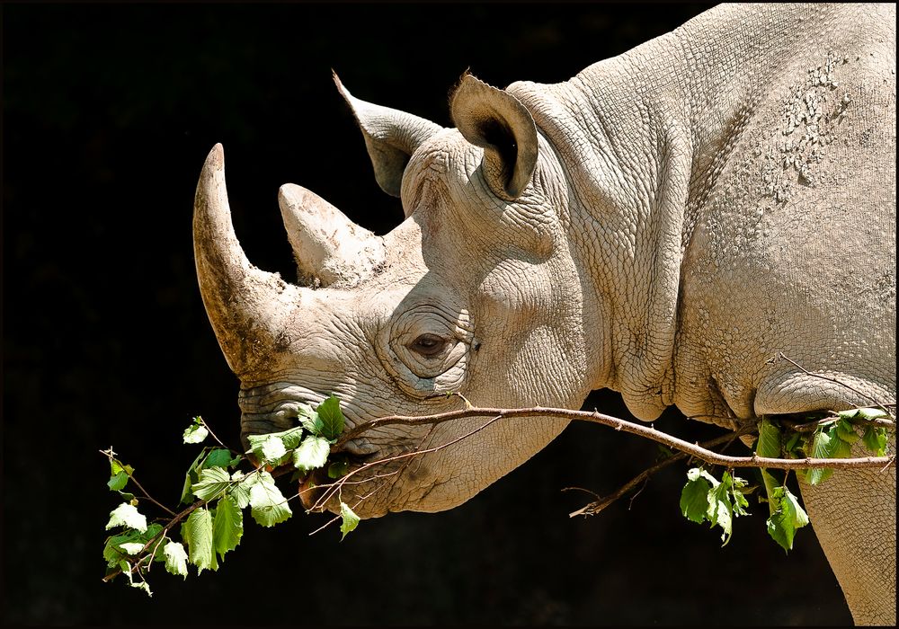 Ostafrikanisches Spitzmaulnashorn