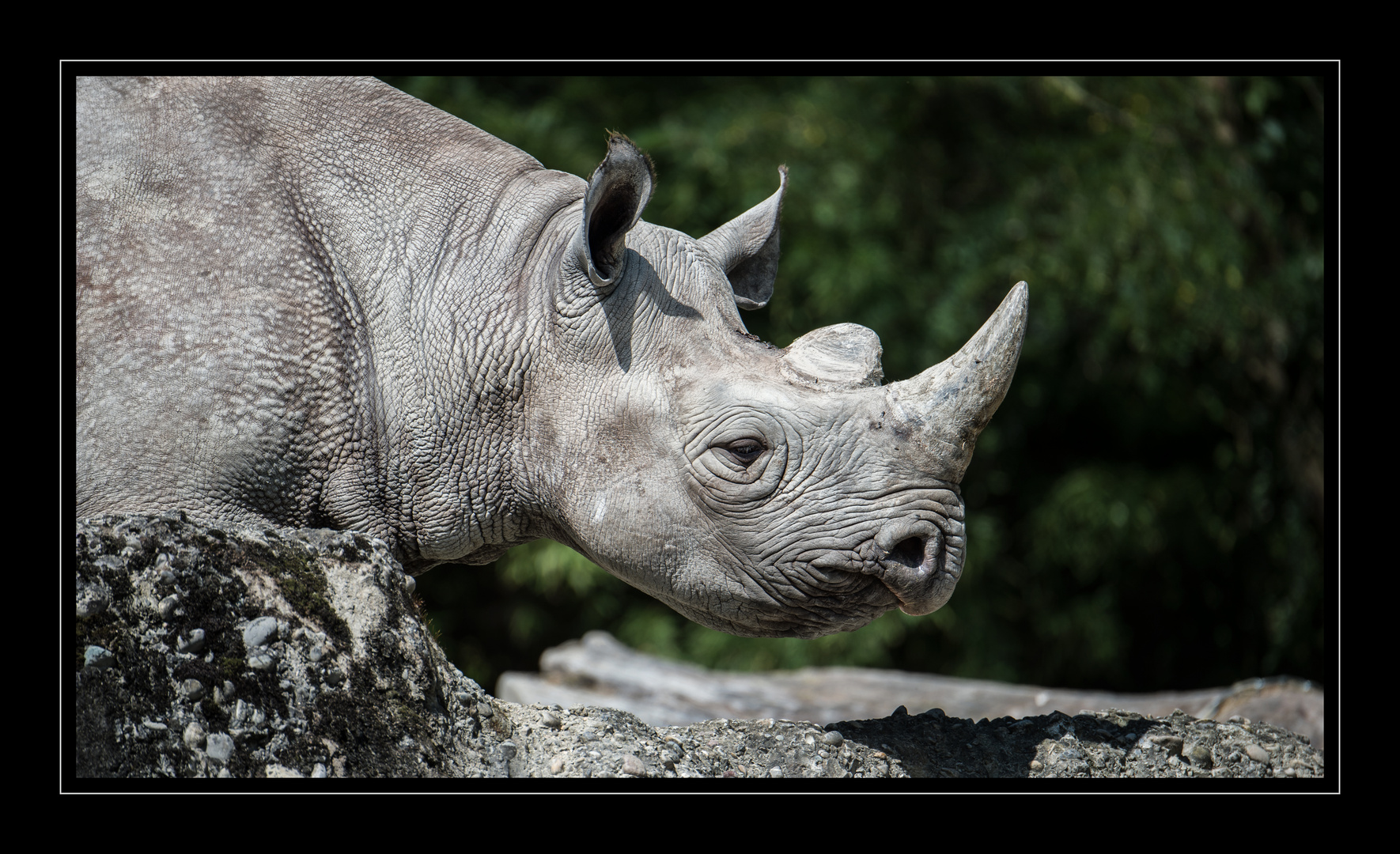 Ostafrikanisches Spitzmaulnashorn