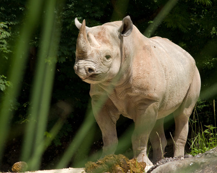 Ostafrikanisches Spitzmaulnashorn