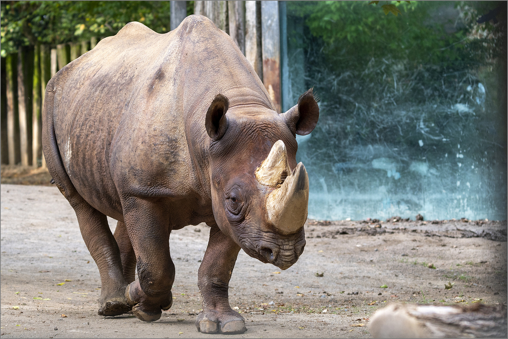 Ostafrikanisches Spitzmaulnashorn