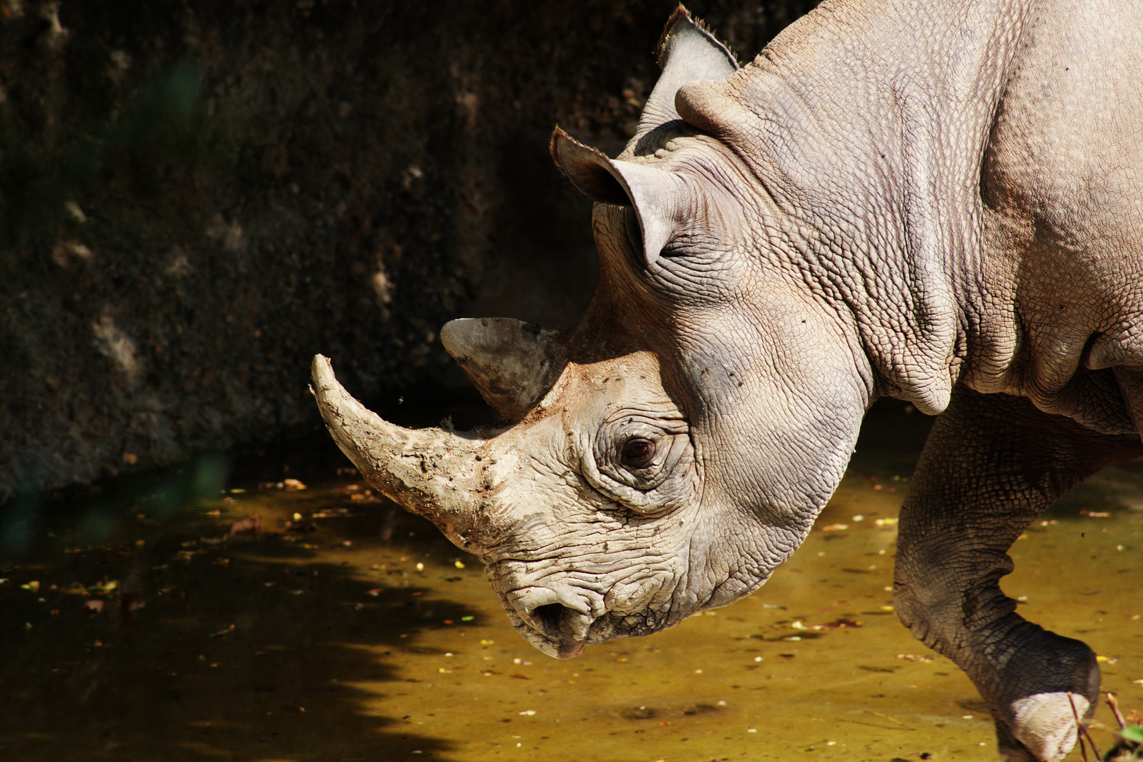 Ostafrikanisches Spitzmaulnashorn