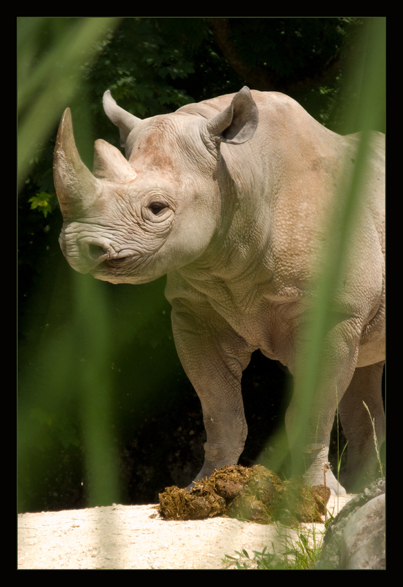 Ostafrikanisches Spitzmaulnashorn II