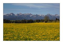 Ostallgäu