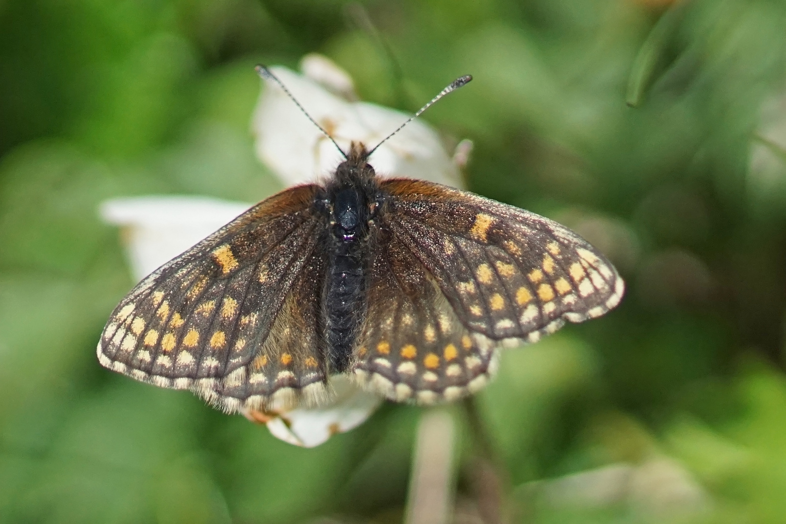 Ostalpiner Scheckenfalter (Melitaea asteria)