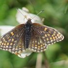 Ostalpiner Scheckenfalter (Melitaea asteria)