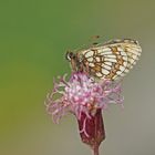 Ostalpiner Scheckenfalter (Melitaea asteria)