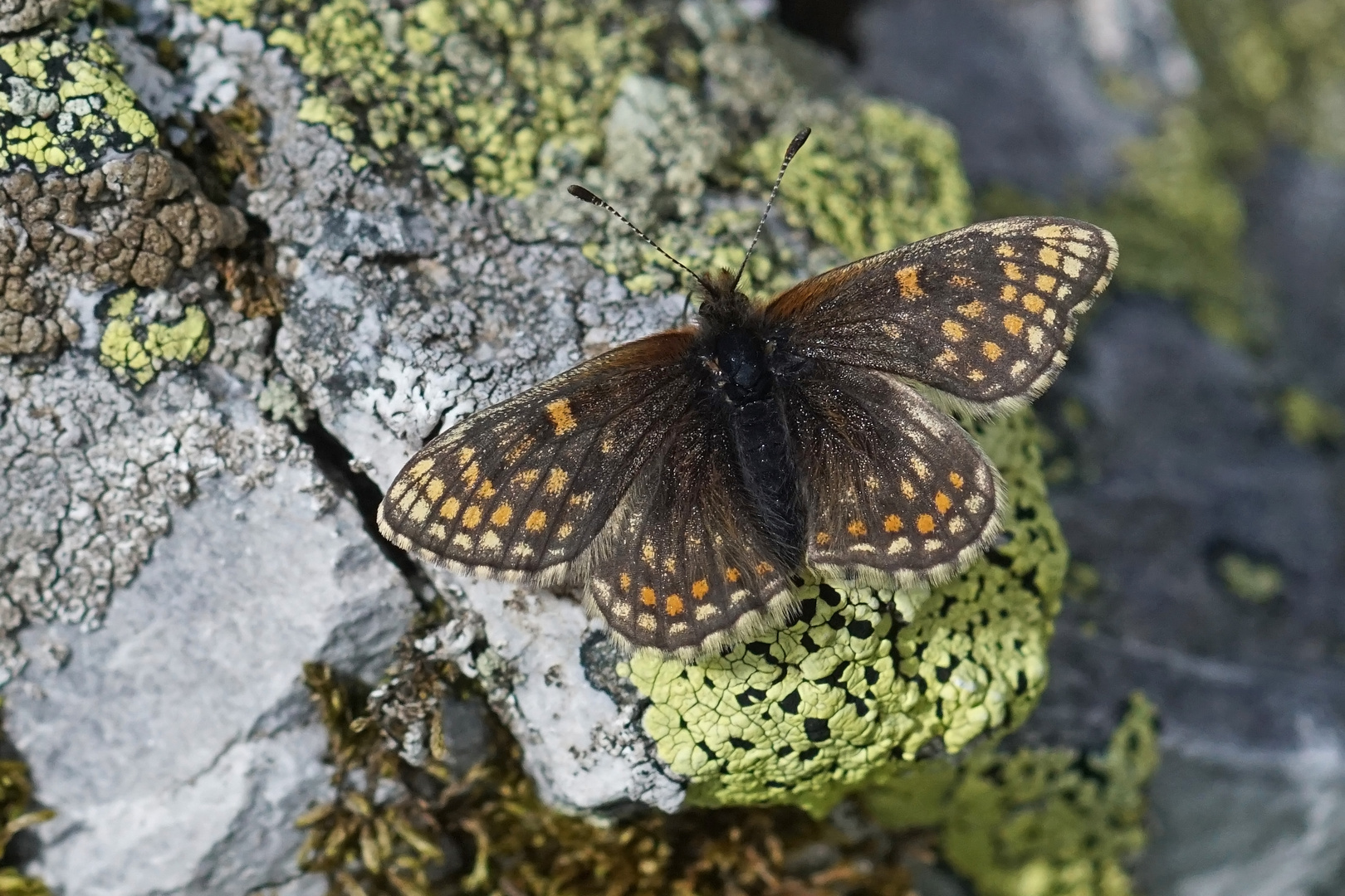 Ostalpiner Scheckenfalter (Melitaea asteria)