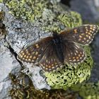 Ostalpiner Scheckenfalter (Melitaea asteria)