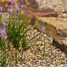 Ostasiatische Blaustern (Scilla scilloides).......