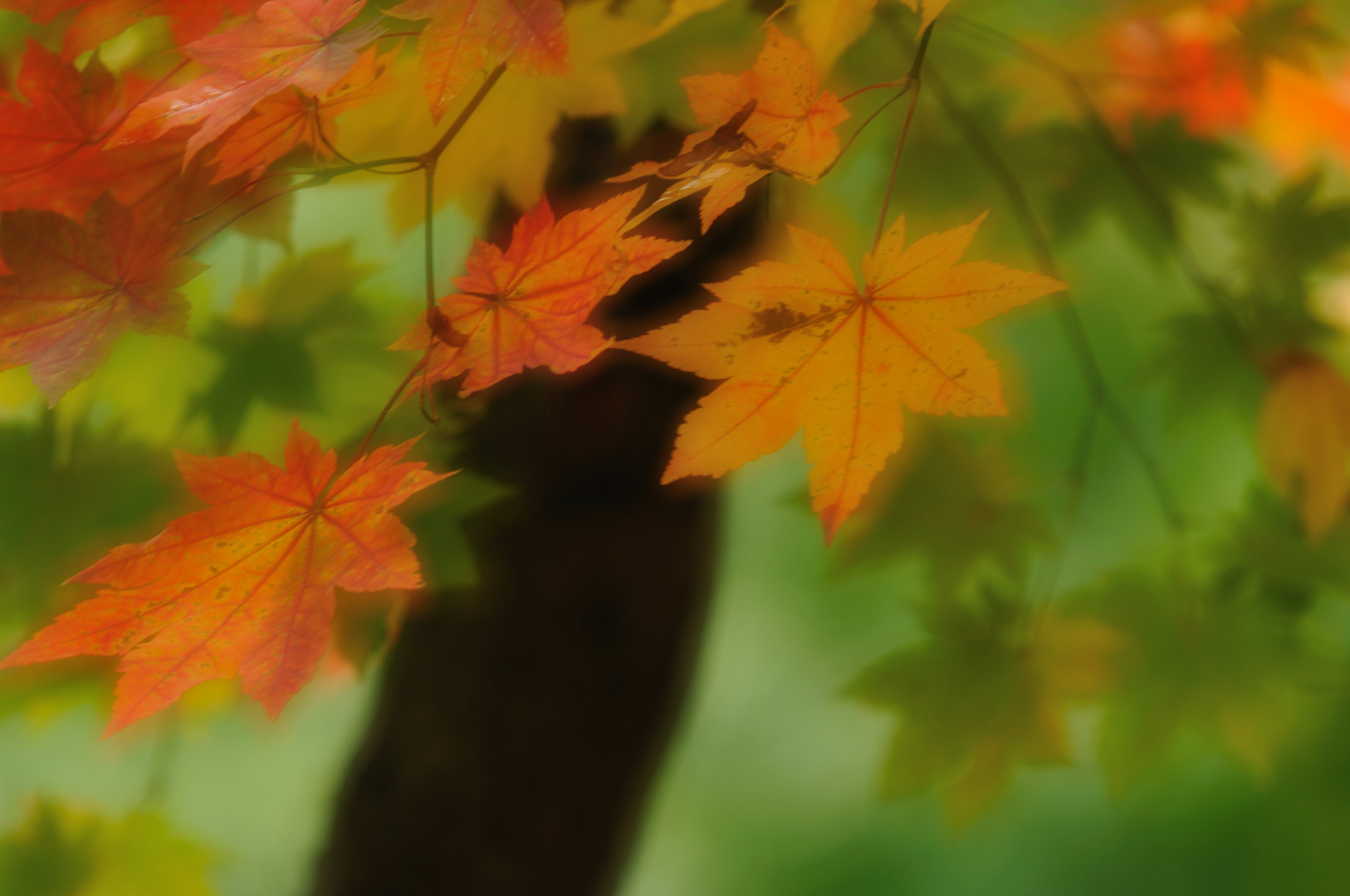 Ostasiatische Herbstträume