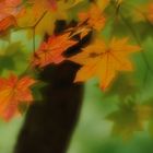 Ostasiatische Herbstträume