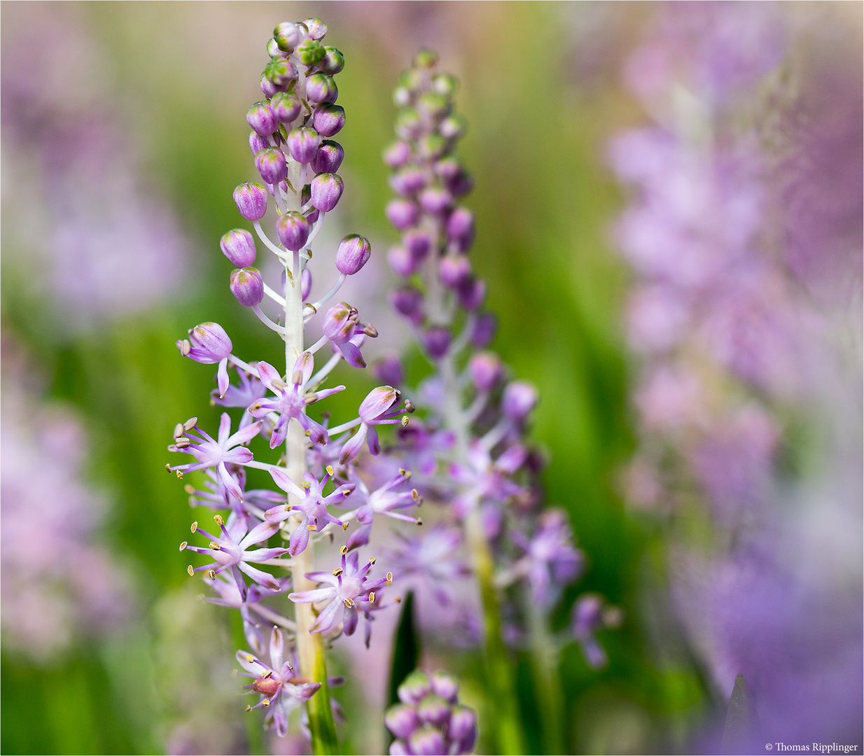 Ostasiatischer Blaustern (Barnardia japonica)...