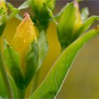 Ostasiatisches Johanniskraut (Hypericum ascyron).