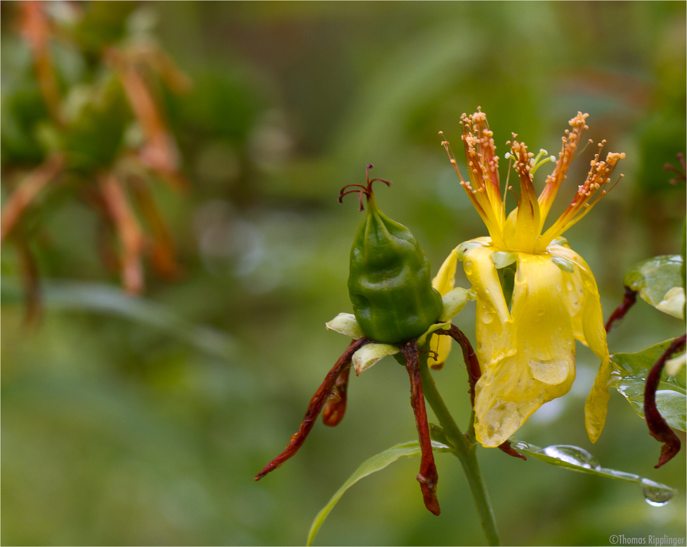 Ostasiatisches Johanniskraut (Hypericum ascyron)