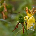 Ostasiatisches Johanniskraut (Hypericum ascyron)