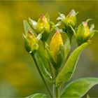 Ostasiatisches Johanniskraut (Hypericum ascyron)