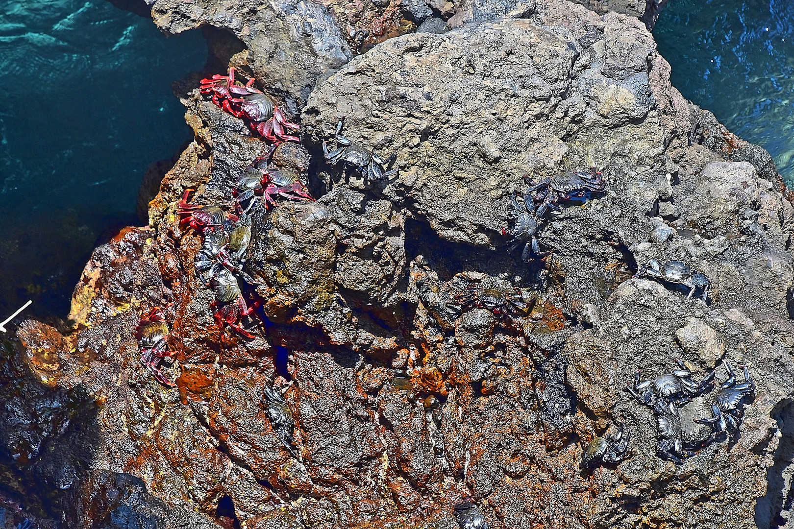 Ostatlantische Rote Felsenkrabbe (Grapsus adscensionis)