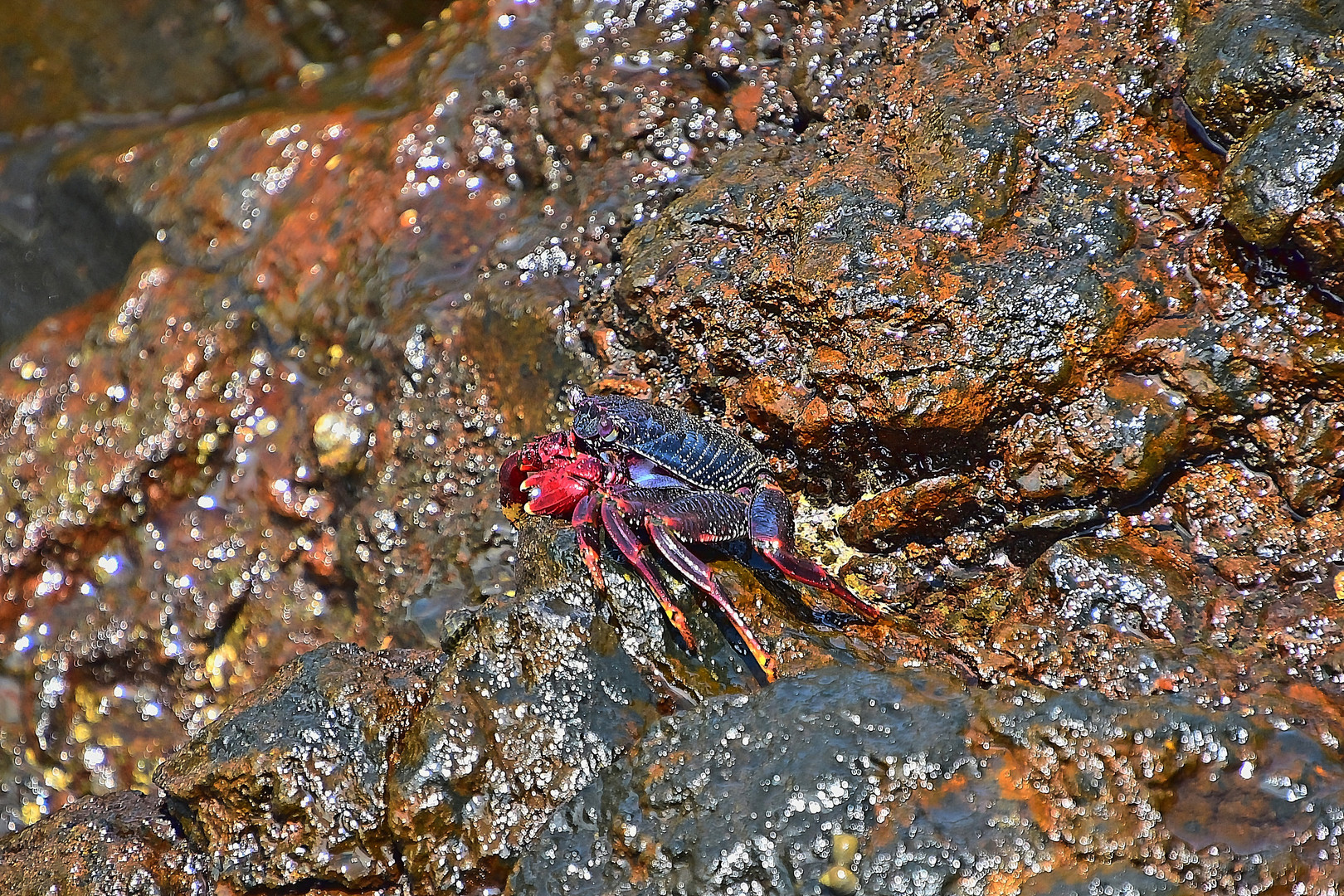 Ostatlantische Rote Felsenkrabbe (Grapsus adscensionis)