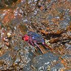 Ostatlantische Rote Felsenkrabbe (Grapsus adscensionis)