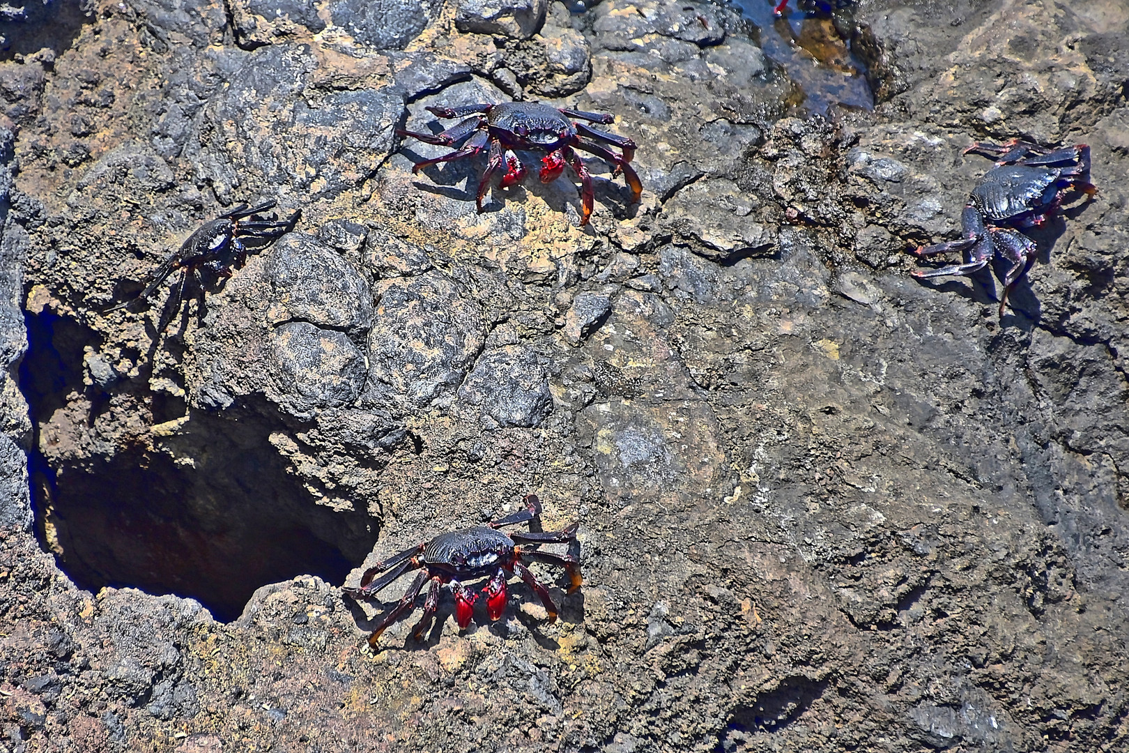 Ostatlantische Rote Felsenkrabbe (Grapsus adscensionis)