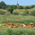 Ostbarke Borkum