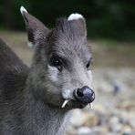 Ostchinesischer Schopfhirsch