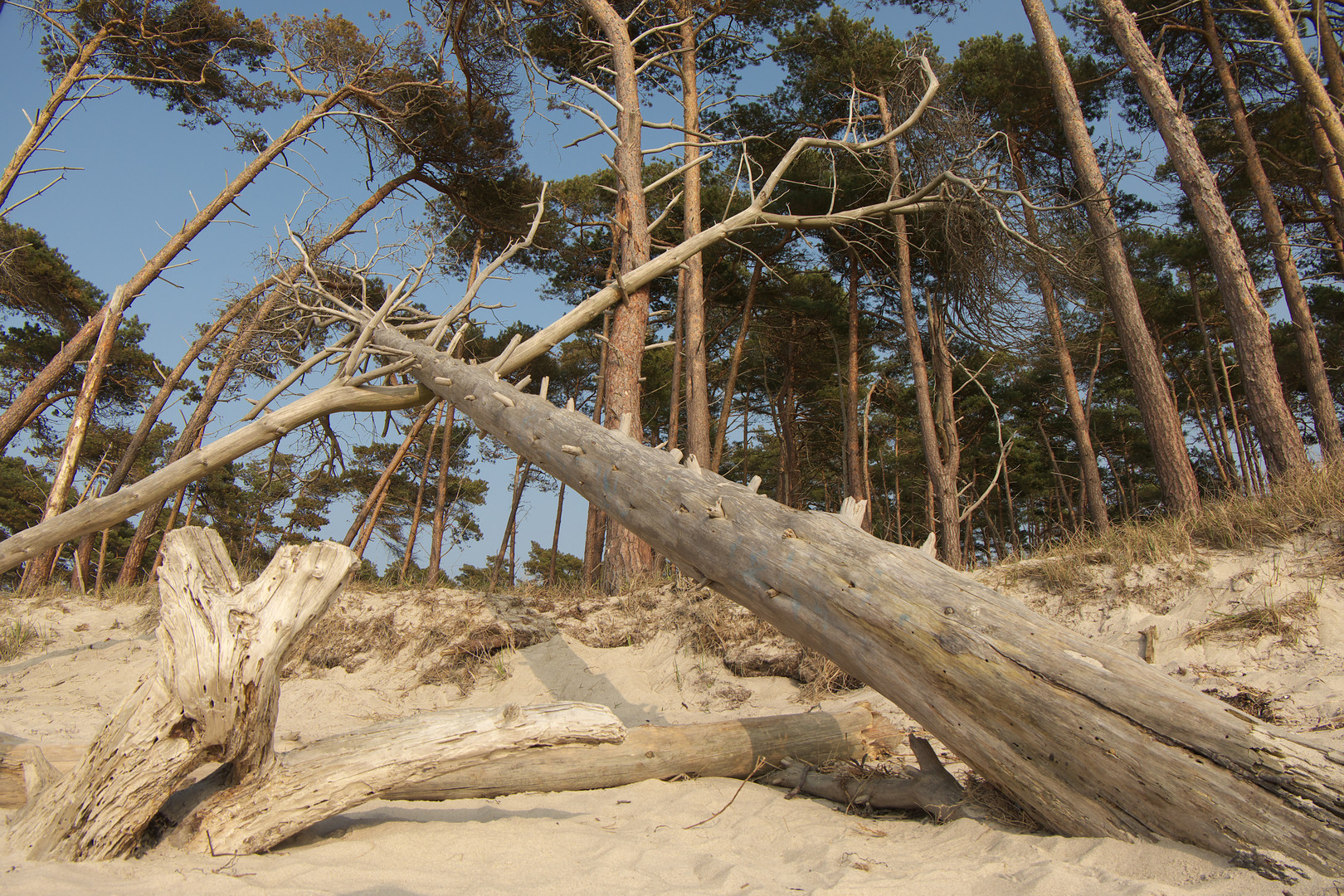 Osteeküste am Darßer Weststrand