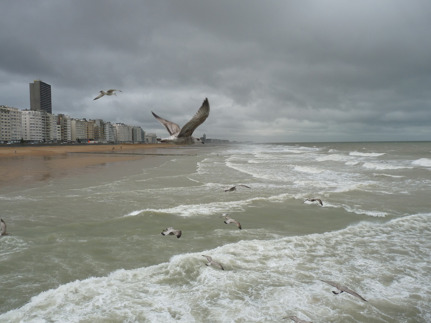 Ostende à tire d'aile