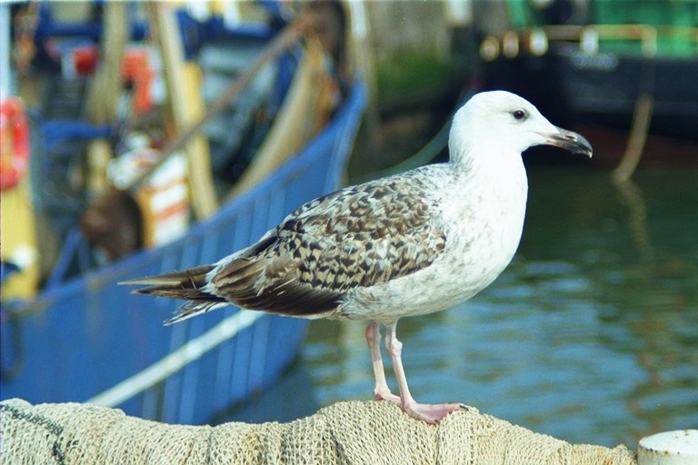 Ostende, Hafen