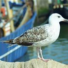 Ostende, Hafen