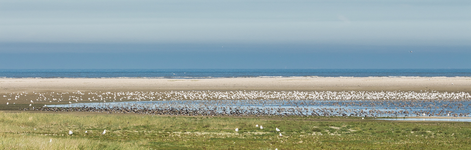 Ostende Langeoog