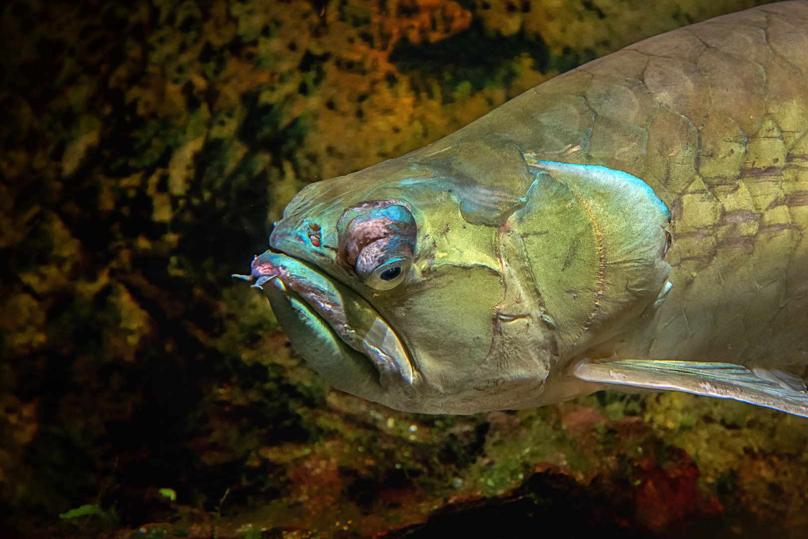 Osteoglossum oder auch Knochenzüngler im Aquarium des Osnabrücker Zoos