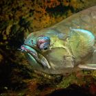 Osteoglossum oder auch Knochenzüngler im Aquarium des Osnabrücker Zoos