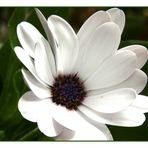 Osteospermum