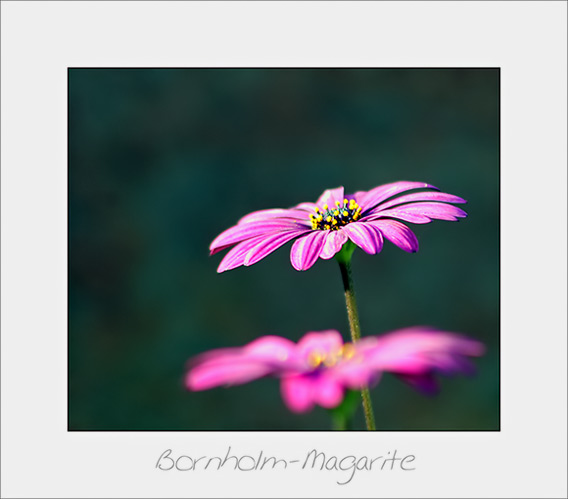 Osteospermum